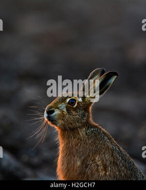 Brauner Hase Lepus Europaeus Holt Norfolk März Stockfoto
