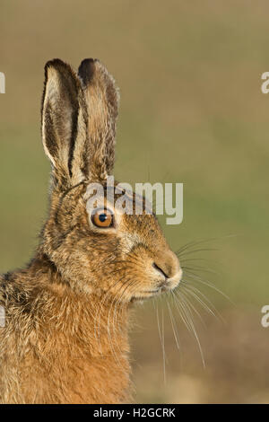 Porträt von eine braune Hare Lepus Europaeus in der Nähe von Holt Norfolk März Stockfoto