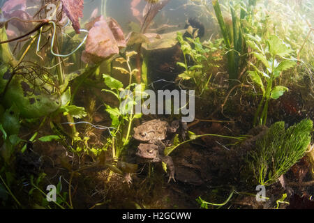 Gemeinsamen Kröten Bufo Bufo in Amplexus (Paarung) im Teich North Norfolk März Stockfoto