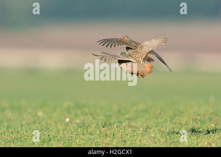 Grey Rebhühnern Perdix Perdix männlichen North Norfolk März Stockfoto