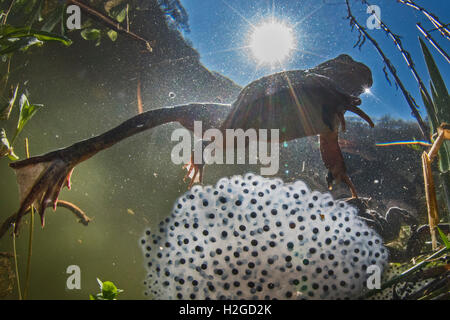 Grasfrosch, Rana Temporaria und Frosch-Laich im Teich im Frühling North Norfolk Stockfoto