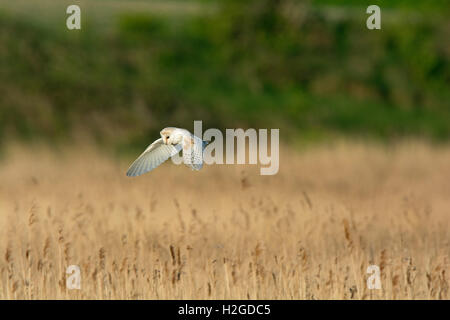 Schleiereule Tyto Alba, Männlich, die Jagd auf Cley NWT Reserve North Norfolk Mai Stockfoto
