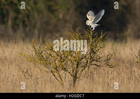 Schleiereule Tyto Alba, Männlich, die Jagd auf Cley NWT Reserve North Norfolk Mai Stockfoto