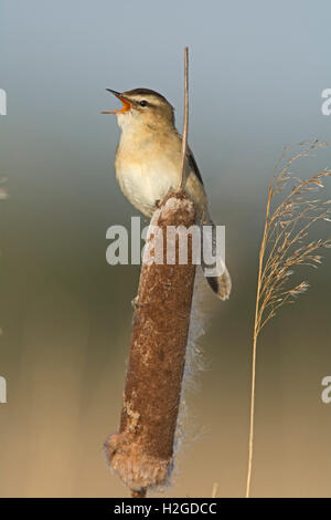 Schilfrohrsänger Acrocephalus Schoenobaenus singen in Schilfbeetes North Norfolk Mai Stockfoto