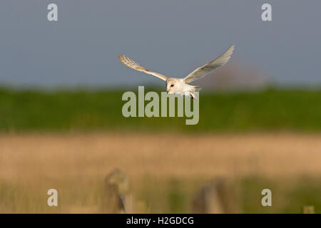 Schleiereule Tyto Alba, Männlich, die Jagd auf Cley NWT Reserve North Norfolk Mai Stockfoto
