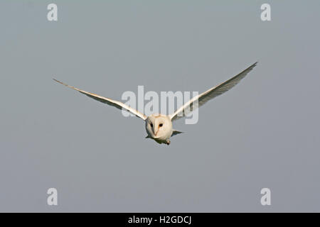 Schleiereule Tyto Alba, Männlich, die Jagd auf Cley NWT Reserve North Norfolk Mai Stockfoto