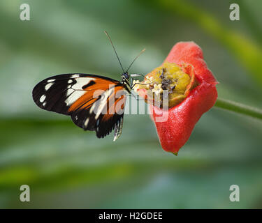 Heliconia (Heliconius Melpomene) oder Longwing Schmetterlinge ernähren sich von Hot Lips (Psychotria Elata) Blume. Stockfoto