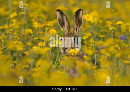 Brauner Hase Lepus Europaeus Warnung im Blume Wiese Norfolk Sommer Stockfoto