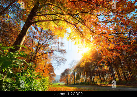 Herbstlandschaft mit Laubbäumen in einem Park und die Sonne warm leuchtende Laub Stockfoto