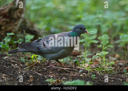 Hohltaube Columba Oenas Erwachsene Sommer Norfolk Stockfoto