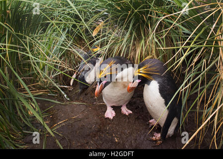 Makkaroni Pinguine Eudyptes Chrysolophus unter Grasbüschel an Zucht Kolonie n Cooper Bay South Georgia Stockfoto