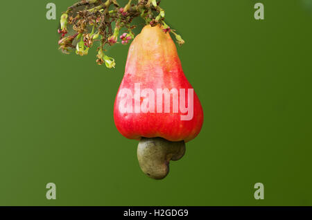 Cashew-Frucht (Anacardium Occidentale) von Baum hängen. Stockfoto