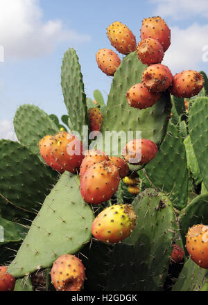 Foto in Sizilien von Feigenkakteen (Opuntia Ficus-Indica) - auch bekannt als indische Feigen, Opuntia, Barbary Feigen und Kaktus Erbse Stockfoto