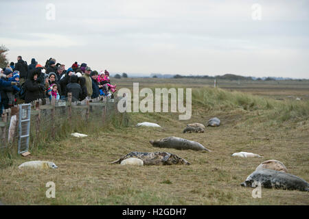 Personen an grau Robbenkolonie bei Donna Nook Lincolnshire Stockfoto