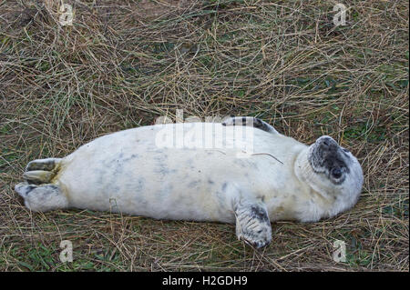 Grey Seal Pup Halichoerus Grypus in humorvoll-Pose Donna Nook Lincolnshire Stockfoto