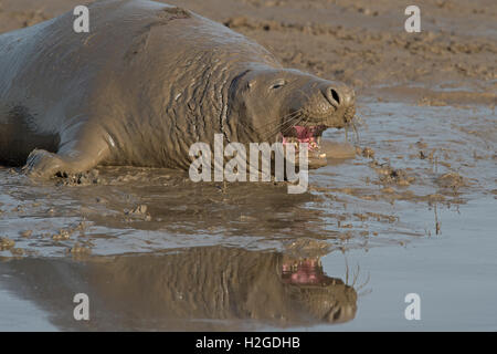 Seal Grey bull Halichoerus Grypus Schlamm Donna Nook Lincolnshire Stockfoto