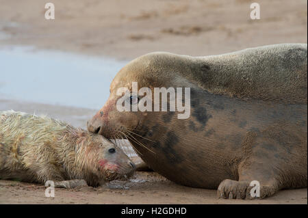 Grey Seal Pup Halichoerus Grypus Iless als 1 Stunde alt wird eher von Mutter Donna Nook Lincolnshire Stockfoto