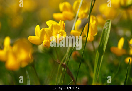 Vogel's – Foot Trefoil, Lotus Corniculatus. Stockfoto