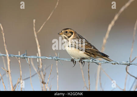 Lappland Bunting Calcarius Lapponicus Weibchen überwintern in Blakeney North Norfolk März Stockfoto