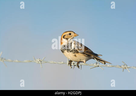 Lappland Bunting Calcarius Lapponicus männlich Überwinterung bei Blakeney North Norfolk März Stockfoto