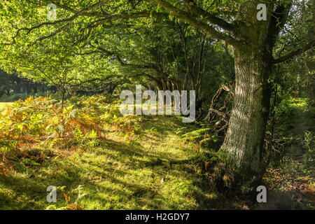 Sonnigen Lichtung in der späten Nachmittagssonne. Eine warme und ruhige Alleinlage. Stockfoto