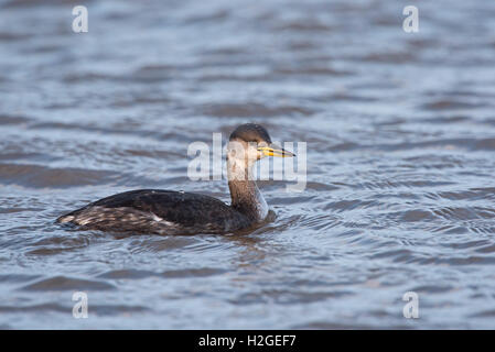 Red-necked Grebe Podiceps Grisegena Brancaster Staithe Norfolk Dezember Stockfoto