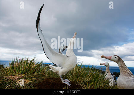 Wanderalbatros Diomeda Exulans anzeigen auf Albatross Island in Bucht von Inseln Südgeorgien Stockfoto