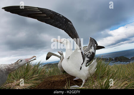 Wanderalbatros Diomeda Exulans anzeigen auf Albatross Island in Bucht von Inseln Südgeorgien Stockfoto