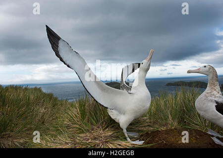 Wanderalbatros Diomeda Exulans anzeigen auf Albatross Island in Bucht von Inseln Südgeorgien Stockfoto