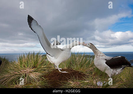 Wanderalbatros Diomeda Exulans anzeigen auf Albatross Island in Bucht von Inseln Südgeorgien Stockfoto