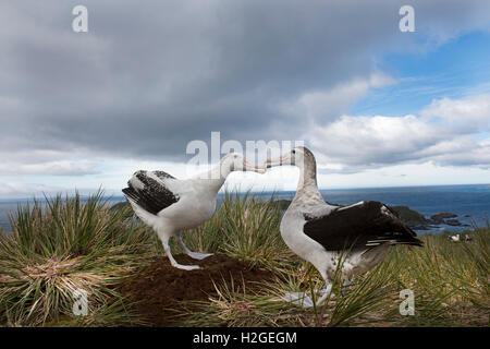 Wanderalbatros Diomeda Exulans anzeigen auf Albatross Island in Bucht von Inseln Südgeorgien Stockfoto