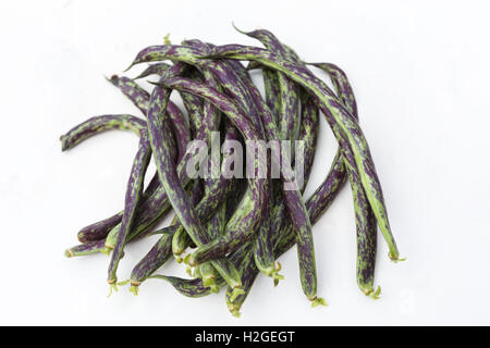 Homegrown Bio grüne Gartenbohnen Bohnen, Dragon Zunge, frisches Gemüse Stockfoto