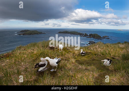 Wanderalbatros Diomeda Exulans anzeigen auf Albatross Island in Bucht von Inseln Südgeorgien Stockfoto