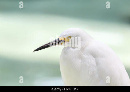 weiße Snowy Reiher, Egretta unaufger Nahaufnahme Schuss. Stockfoto