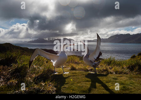 Wanderalbatros Diomeda Exulans anzeigen auf Albatross Island Bay Inseln Südgeorgien Stockfoto