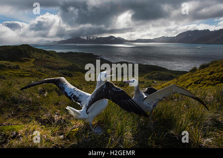 Wanderalbatros Diomeda Exulans anzeigen auf Albatross Island Bay Inseln Südgeorgien Stockfoto