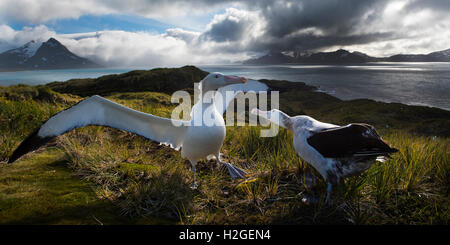 Wanderalbatros Diomeda Exulans anzeigen auf Albatross Island Bay Inseln Südgeorgien Stockfoto