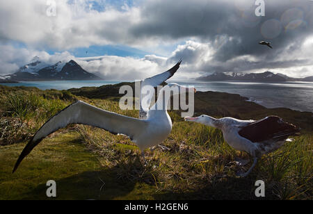 Wanderalbatros Diomeda Exulans anzeigen auf Albatross Island Bay Inseln Südgeorgien Stockfoto