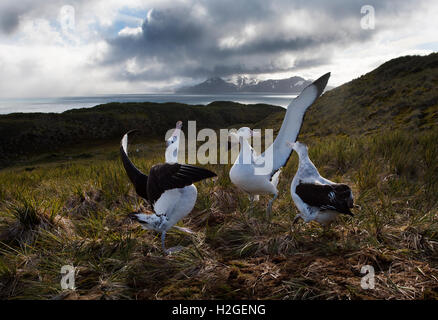 Wanderalbatros Diomeda Exulans anzeigen auf Albatross Island Bay Inseln Südgeorgien Stockfoto