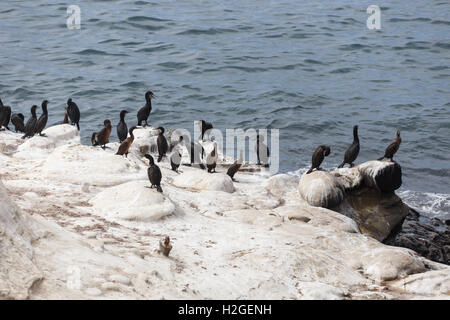 Brandts Kormorane (Phalacrocorax Penicillatus), La Jolla Beach, Kalifornien, USA Stockfoto