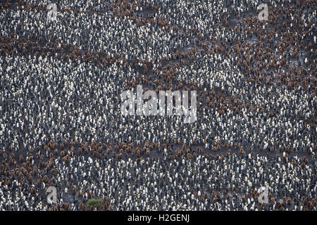 Blick hinunter auf die riesigen Königspinguin (Aptenodytes Patagonicus) Kolonie in Salisbury Plain auf Süd-Georgien.  Geschätzte Zucht Stockfoto