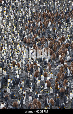 Blick hinunter auf die riesigen Königspinguin (Aptenodytes Patagonicus) Kolonie in Salisbury Plain auf Süd-Georgien.  Geschätzte Zucht Stockfoto