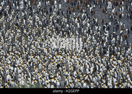 Blick hinunter auf die riesigen Königspinguin (Aptenodytes Patagonicus) Kolonie in Salisbury Plain auf Süd-Georgien.  Geschätzte Zucht Stockfoto