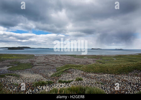 Blick hinunter auf die riesigen Königspinguin (Aptenodytes Patagonicus) Kolonie in Salisbury Plain auf Süd-Georgien.  Geschätzte Zucht Stockfoto