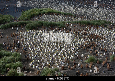 Blick hinunter auf die riesigen Königspinguin (Aptenodytes Patagonicus) Kolonie in Salisbury Plain auf Süd-Georgien.  Geschätzte Zucht Stockfoto