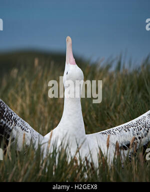 Wanderalbatros Diomeda Exulans anzeigen auf Albatross Island Bay Inseln Südgeorgien Stockfoto