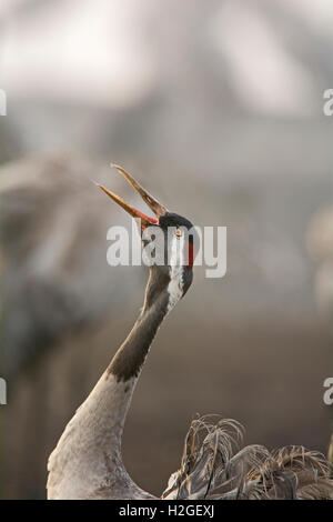 Mit der Aufforderung, Grus Grus, Überwinterung im Hula Lake Park, im hebräischen bekannt als Agamon HaHula im Hula-Tal nördlichen Kranich Stockfoto