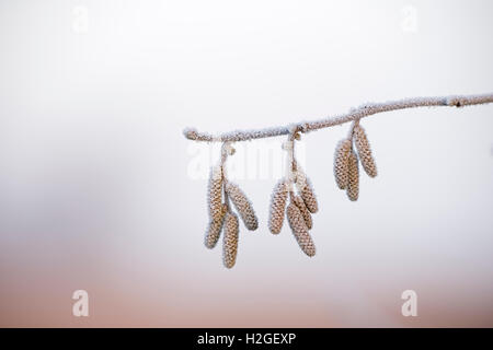 Fahl Kätzchen am frostigen Morgen im Winter Glaven Tal Norfolk UK Stockfoto