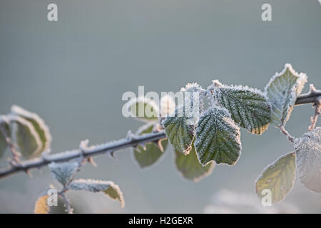 Frost auf Bramble verlässt Glaven Tal Norfolk UK winter Stockfoto