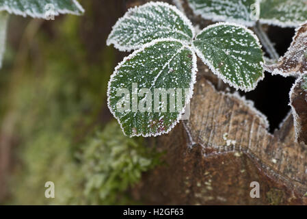 Frost auf Bramble verlässt Glaven Tal Norfolk UK winter Stockfoto